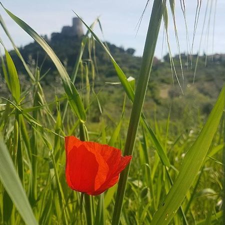 La Casina Di Nonna Giulia Daire Castiglione dʼOrcia Dış mekan fotoğraf